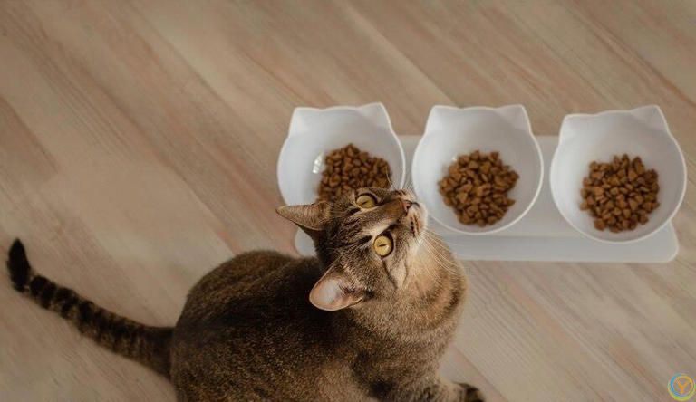 小猫什么时候断奶吃猫粮？小猫断奶吃猫粮有哪些特别注意的事项