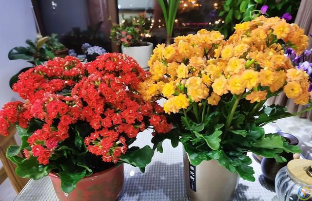 十种洋气花，要用小盆养，大盆易死亡，小盆长得旺