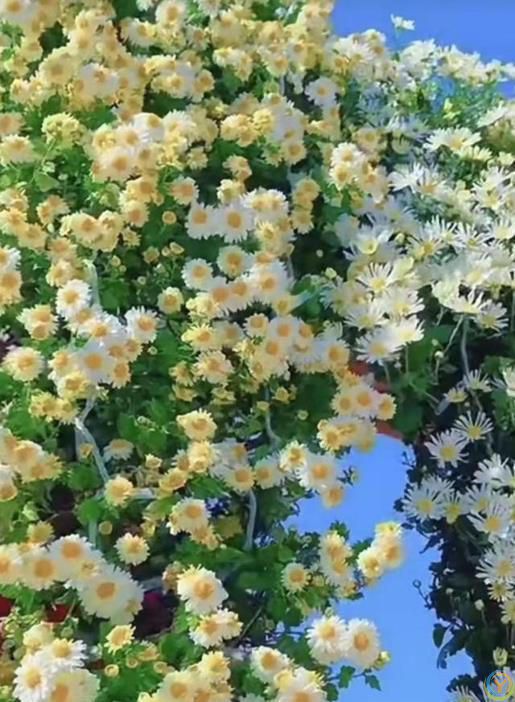 9种厉害花，早种“好处多”，养人又驱蚊，关键“很好养”