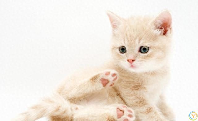 如果得罪了猫咪，猫咪会有怎样的表现？