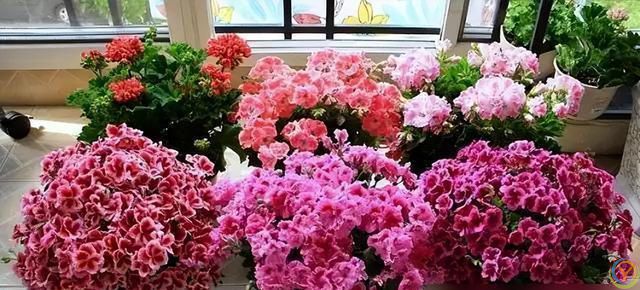 十种洋气花，要用小盆养，大盆易死亡，小盆长得旺