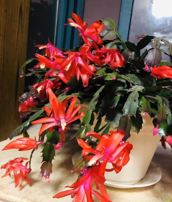 十种洋气花，要用小盆养，大盆易死亡，小盆长得旺