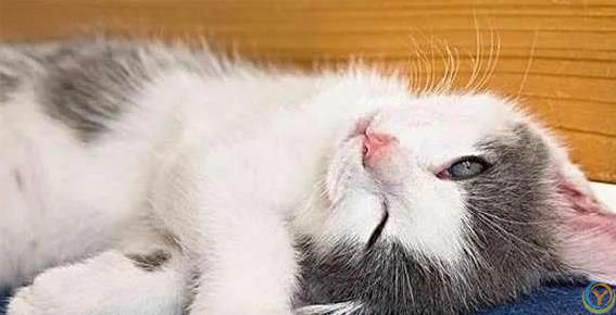 猫咪白天高冷，晚上却黏人睡觉，5个真相让你懂它心