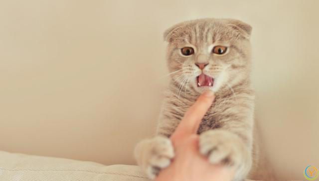 如果得罪了猫咪，猫咪会有怎样的表现？