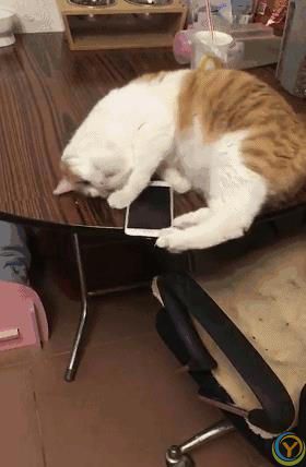 如果得罪了猫咪，猫咪会有怎样的表现？