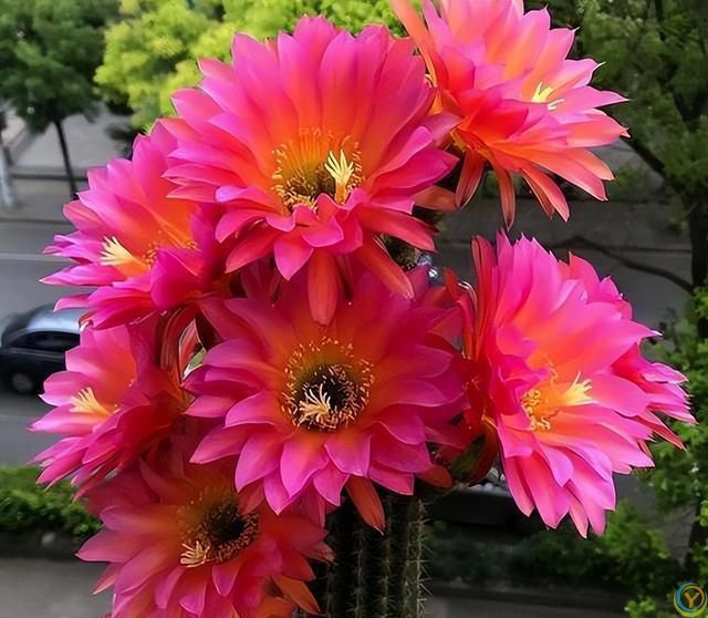 十种洋气花，要用小盆养，大盆易死亡，小盆长得旺