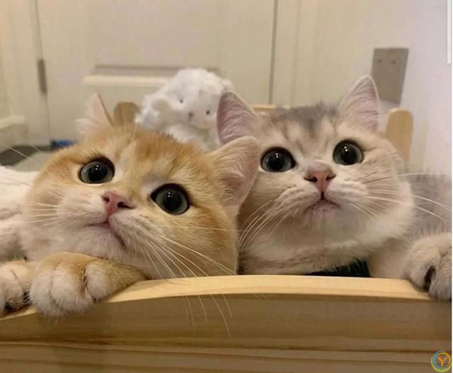 猫猫认主的十大表现，你知道吗？