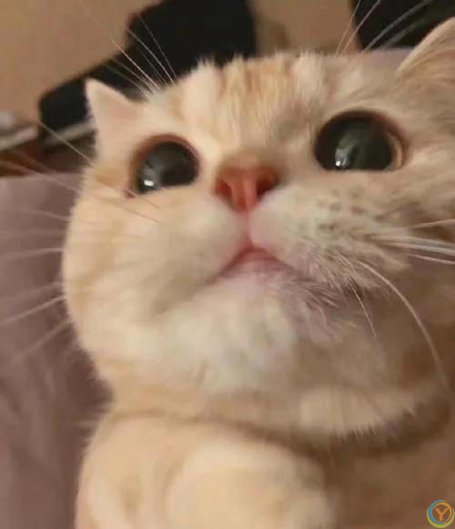 猫猫认主的十大表现，你知道吗？