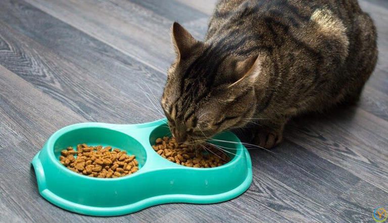 小猫什么时候断奶吃猫粮？小猫断奶吃猫粮有哪些特别注意的事项