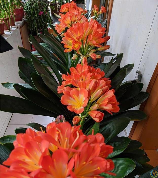 十种洋气花，要用小盆养，大盆易死亡，小盆长得旺