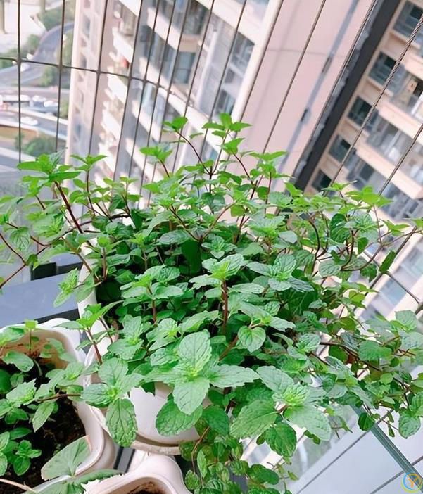 9种厉害花，早种“好处多”，养人又驱蚊，关键“很好养”