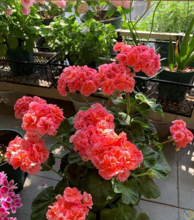 9种厉害花，早种“好处多”，养人又驱蚊，关键“很好养”