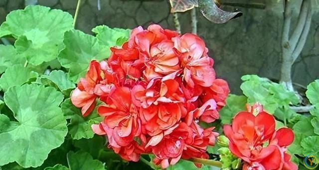 再旱也不能&ldquo;喷水&rdquo;的7种花，沾水就容易黄叶、烂心、掉花苞！