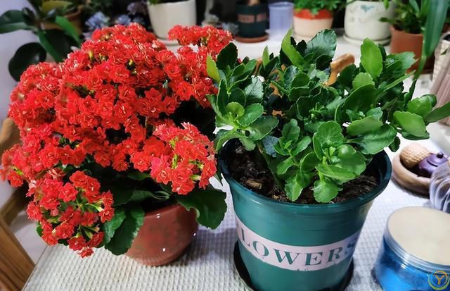 十种洋气花，要用小盆养，大盆易死亡，小盆长得旺