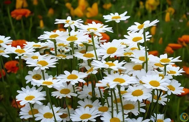 9种厉害花，早种“好处多”，养人又驱蚊，关键“很好养”