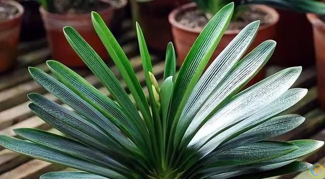 再旱也不能“喷水”的7种花，沾水就容易黄叶、烂心、掉花苞！