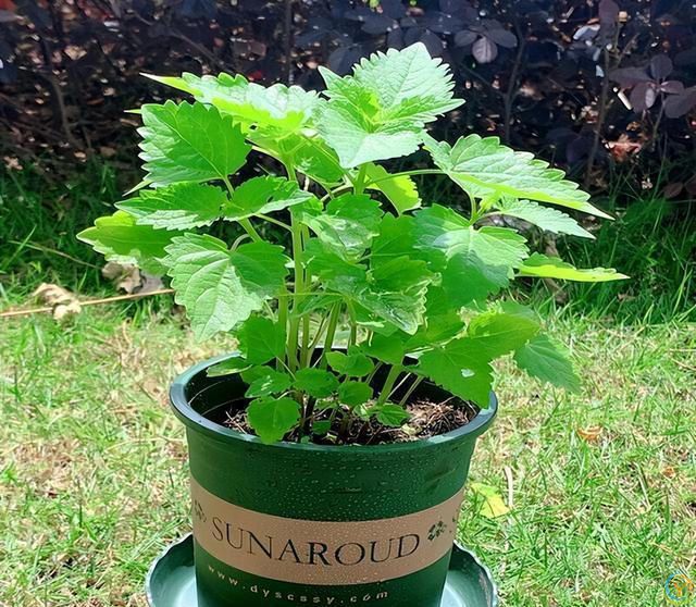 9种厉害花，早种“好处多”，养人又驱蚊，关键“很好养”