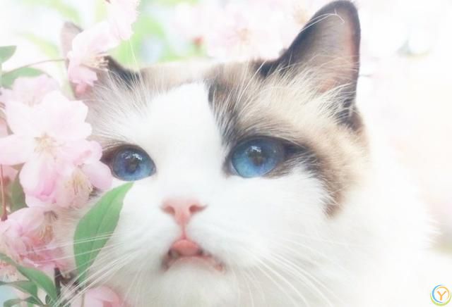 &ldquo;行走的香奈儿&rdquo;&mdash;&mdash;布偶猫的优缺点