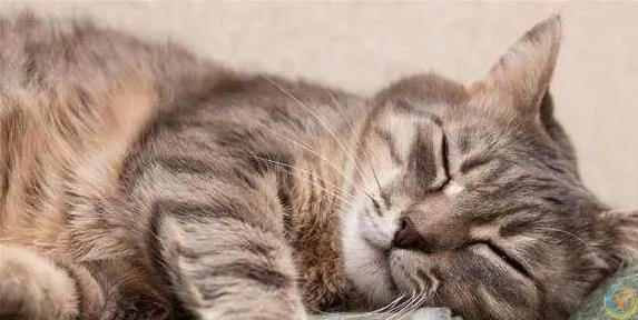 猫咪白天高冷，晚上却黏人睡觉，5个真相让你懂它心