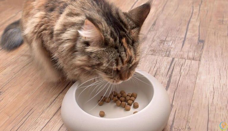 小猫什么时候断奶吃猫粮？小猫断奶吃猫粮有哪些特别注意的事项