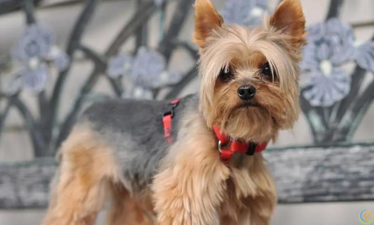 狗狗有这些特征很聪明，平常可能注意不到