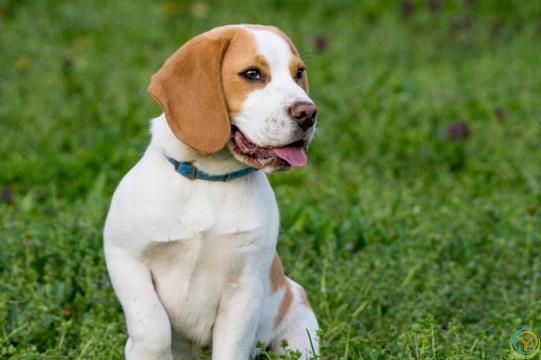 狗狗有这些特征很聪明，平常可能注意不到