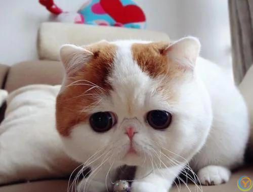 猫猫认主的十大表现，你知道吗？