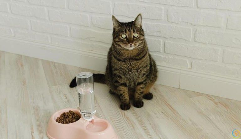 小猫什么时候断奶吃猫粮？小猫断奶吃猫粮有哪些特别注意的事项