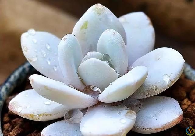 再旱也不能“喷水”的7种花，沾水就容易黄叶、烂心、掉花苞！