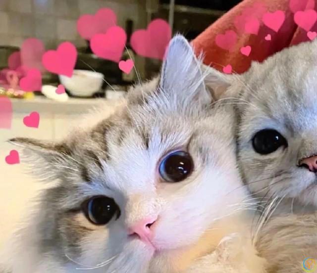 猫猫认主的十大表现，你知道吗？