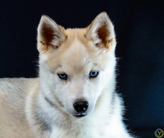 狗狗有这些特征很聪明，平常可能注意不到