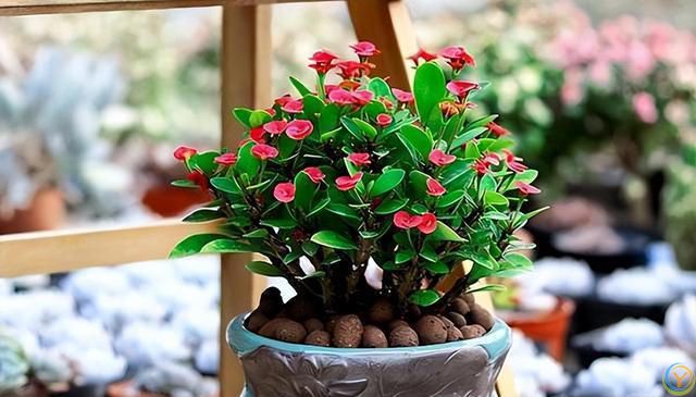 十种洋气花，要用小盆养，大盆易死亡，小盆长得旺
