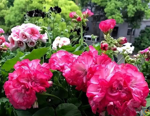 再旱也不能“喷水”的7种花，沾水就容易黄叶、烂心、掉花苞！