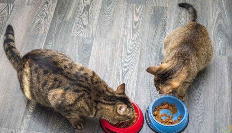 小猫什么时候断奶吃猫粮？小猫断奶吃猫粮有哪些特别注意的事项