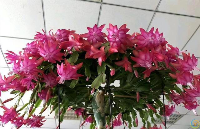 十种洋气花，要用小盆养，大盆易死亡，小盆长得旺