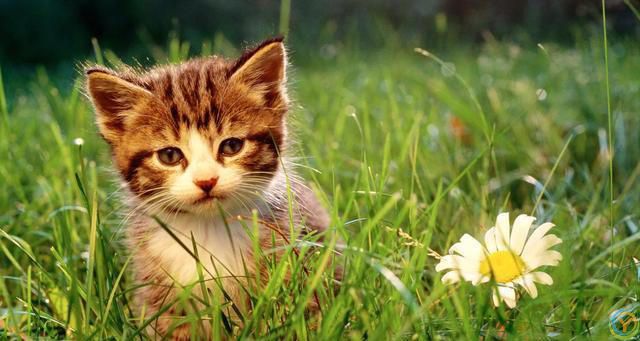 猫猫认主的十大表现，你知道吗？