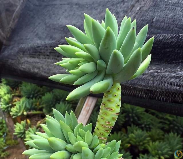 十种洋气花，要用小盆养，大盆易死亡，小盆长得旺