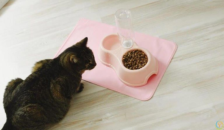 小猫什么时候断奶吃猫粮？小猫断奶吃猫粮有哪些特别注意的事项