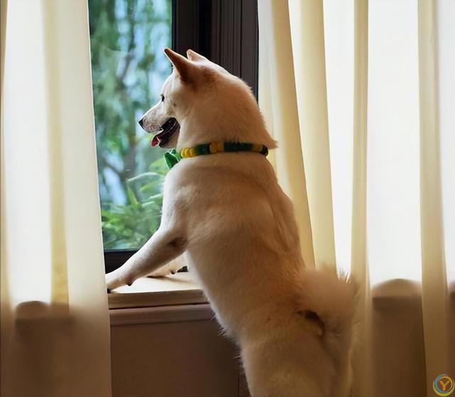 狗为啥总看窗外？这其中原因，不养狗的还真不知道！