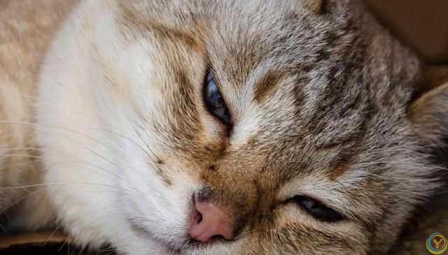 猫猫认主的十大表现，你知道吗？