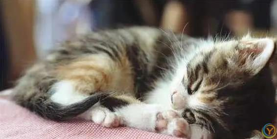 猫咪白天高冷，晚上却黏人睡觉，5个真相让你懂它心