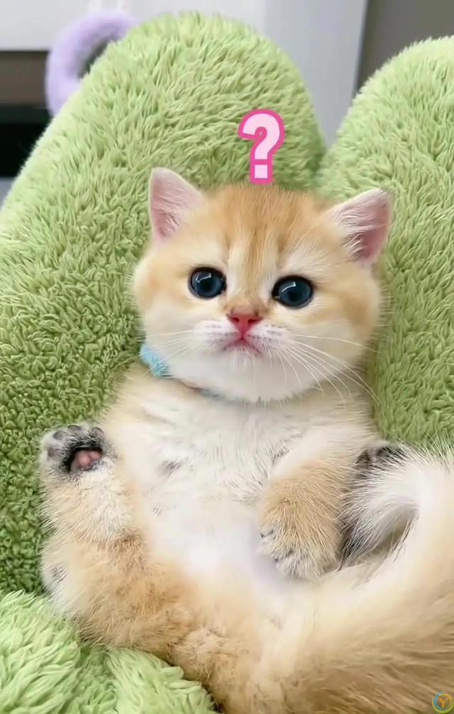 猫猫认主的十大表现，你知道吗？