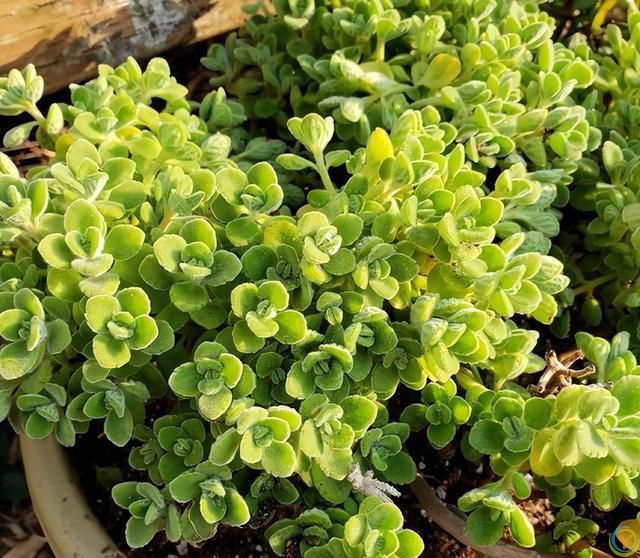 9种厉害花，早种“好处多”，养人又驱蚊，关键“很好养”