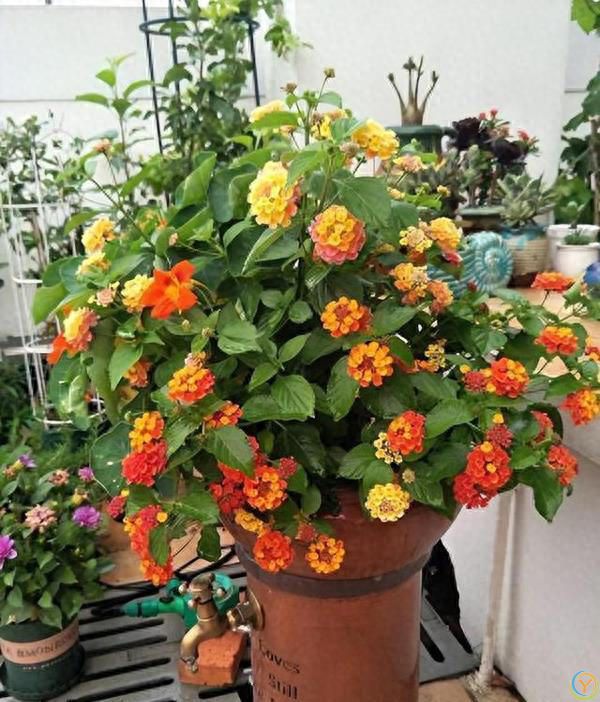 9种厉害花，早种&ldquo;好处多&rdquo;，养人又驱蚊，关键&ldquo;很好养&rdquo;