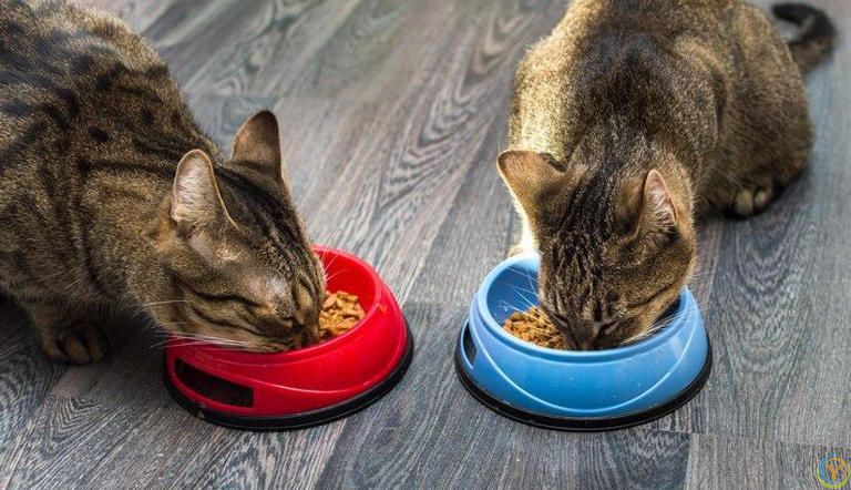 小猫什么时候断奶吃猫粮？小猫断奶吃猫粮有哪些特别注意的事项