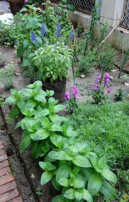 9种厉害花，早种“好处多”，养人又驱蚊，关键“很好养”