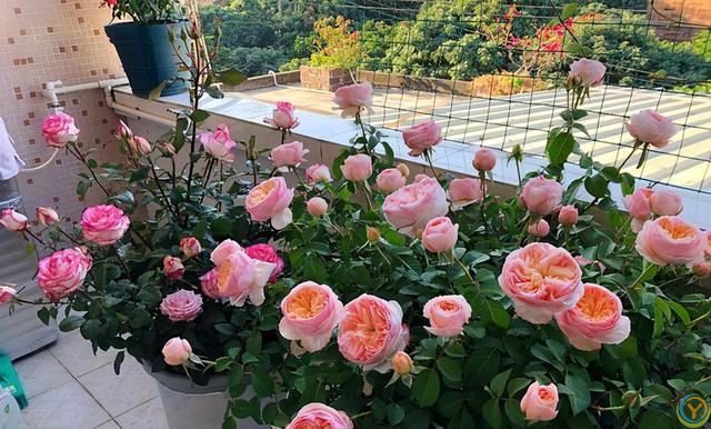 十种洋气花，要用小盆养，大盆易死亡，小盆长得旺