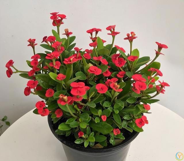 十种洋气花，要用小盆养，大盆易死亡，小盆长得旺