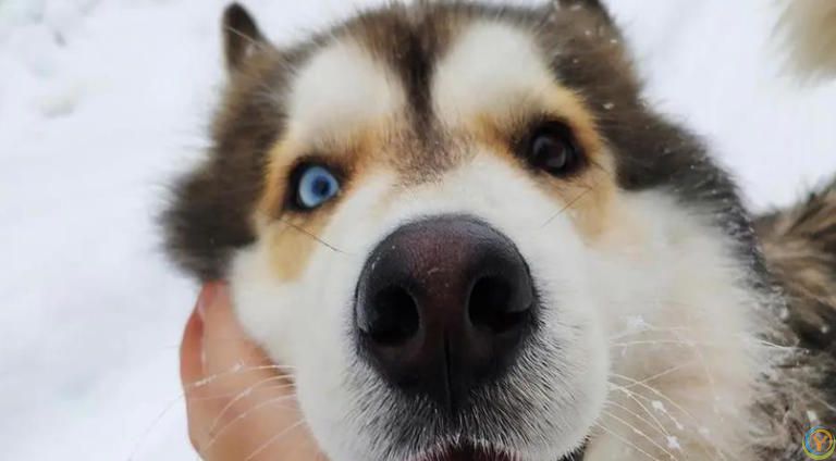 狗狗有这些特征很聪明，平常可能注意不到