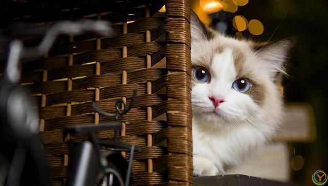 如果得罪了猫咪，猫咪会有怎样的表现？